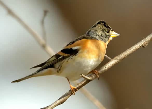 動物図鑑・アトリ